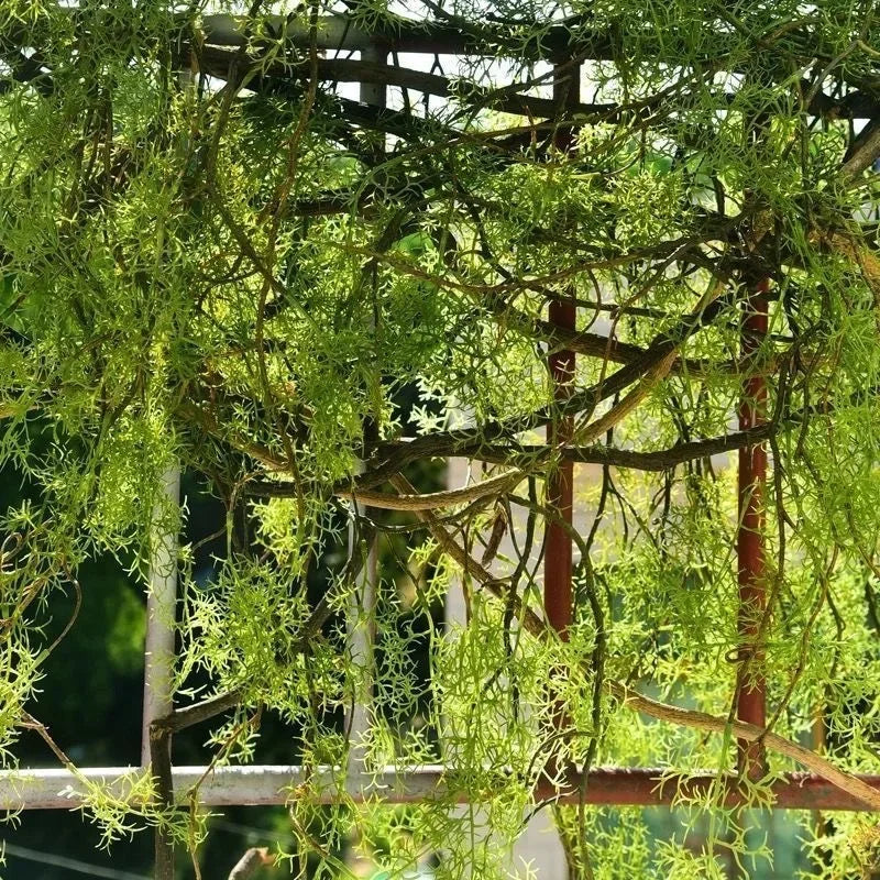 140 cm artificial plant black bone mango vine 1 piece 5 branches home wall hanging ivy green fake flower plant pine needles new